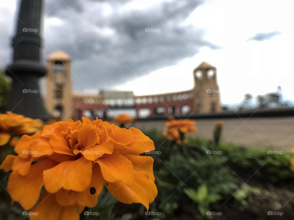 Orange flower