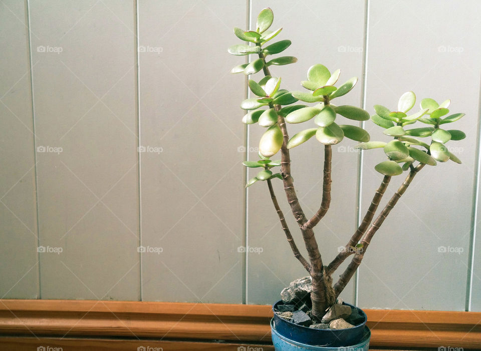 Flowerpots with  crassula