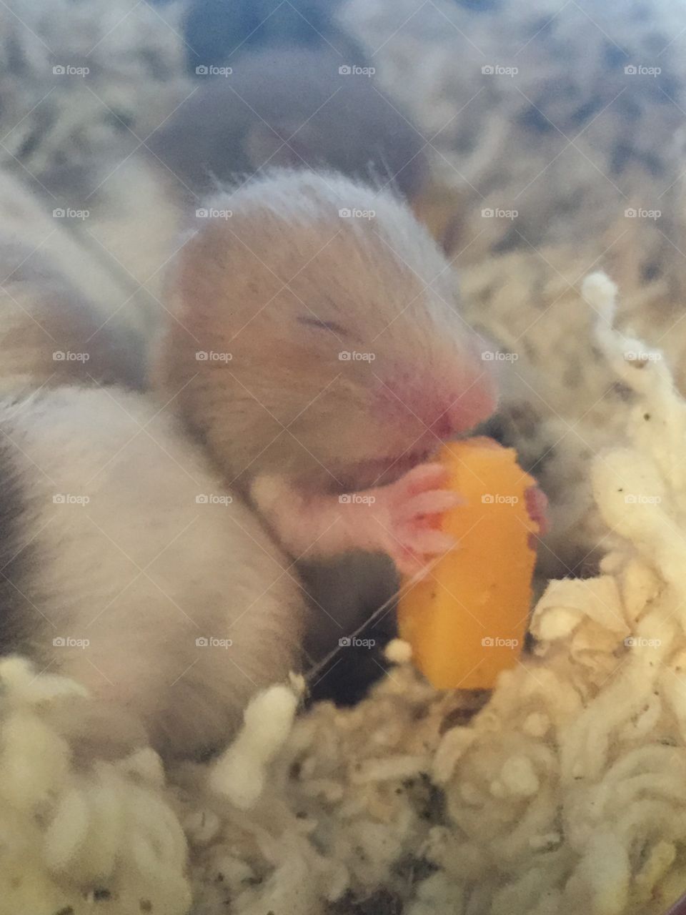 A tiny baby hamster holding some cheese. 
