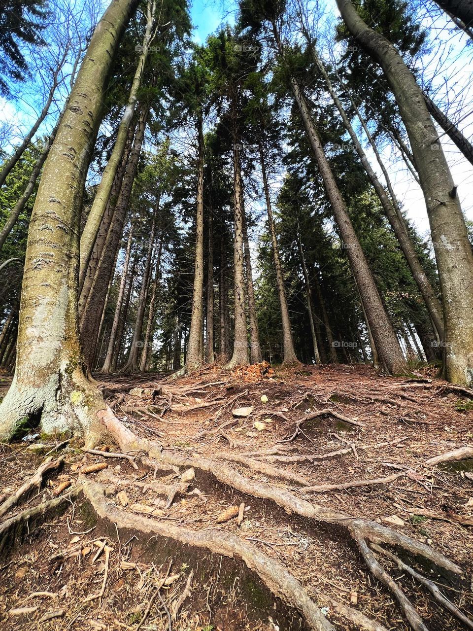 Trees and roots in the forest