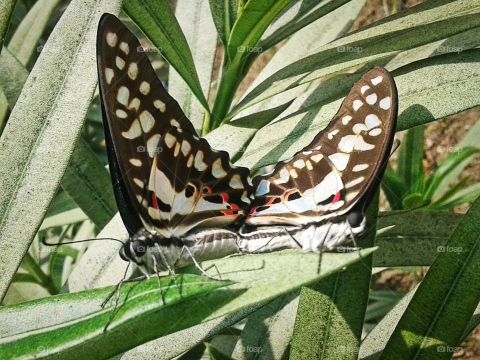 Captured these beautiful butterflies while they were matting in my garden.🤪😍 I personally love this shot.📸