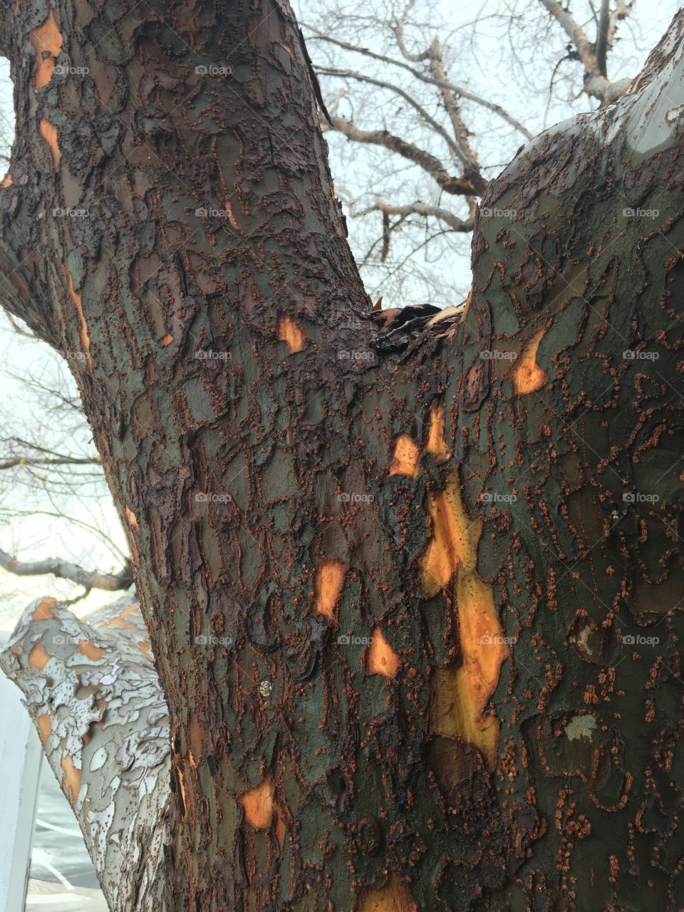 Tree up close