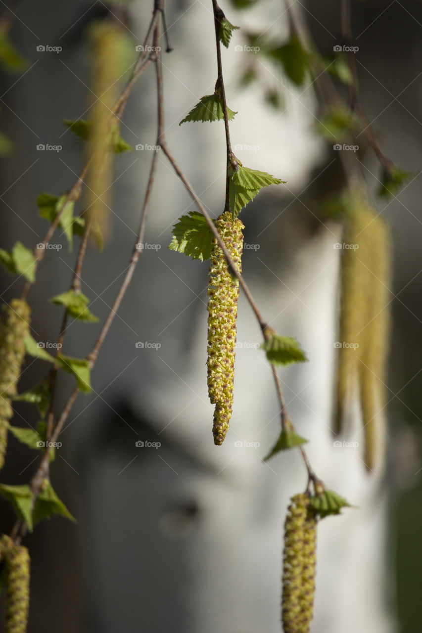 a young branch of birch with seeds close up. spring concept