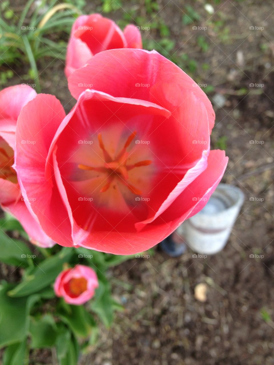 Gorgeous pink tulip.