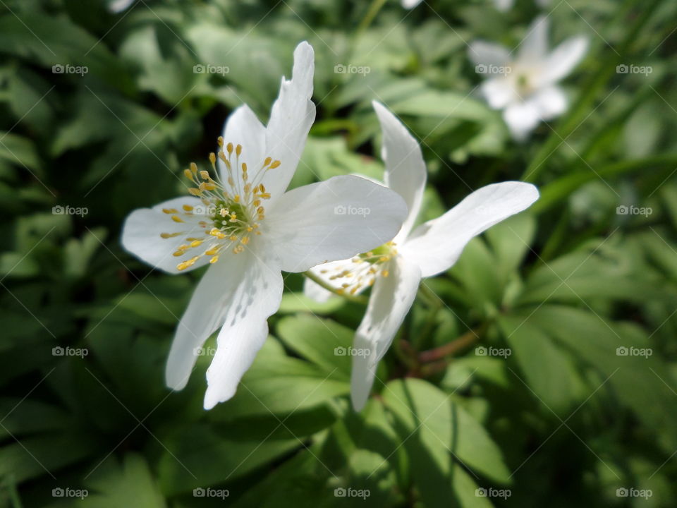 Anemone nemorosa