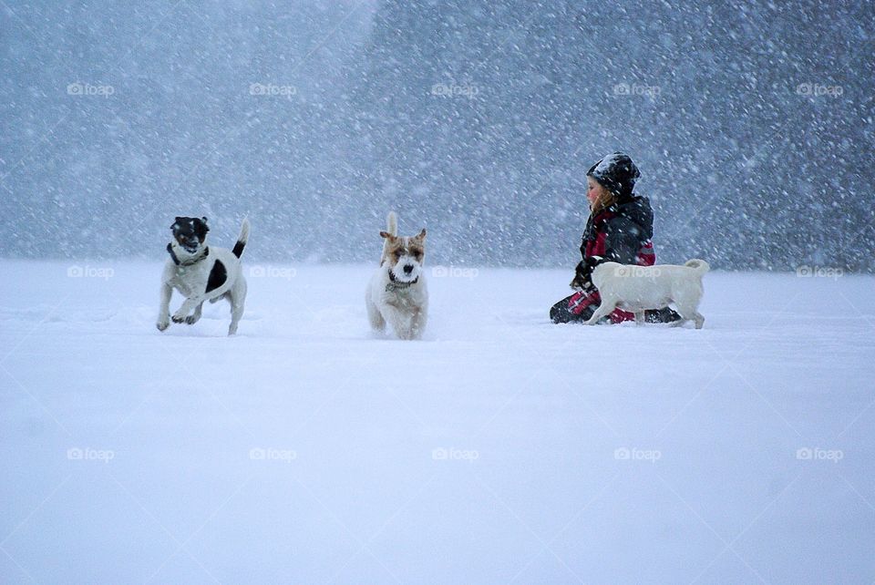 Little girl playing with three pet dogs on snow