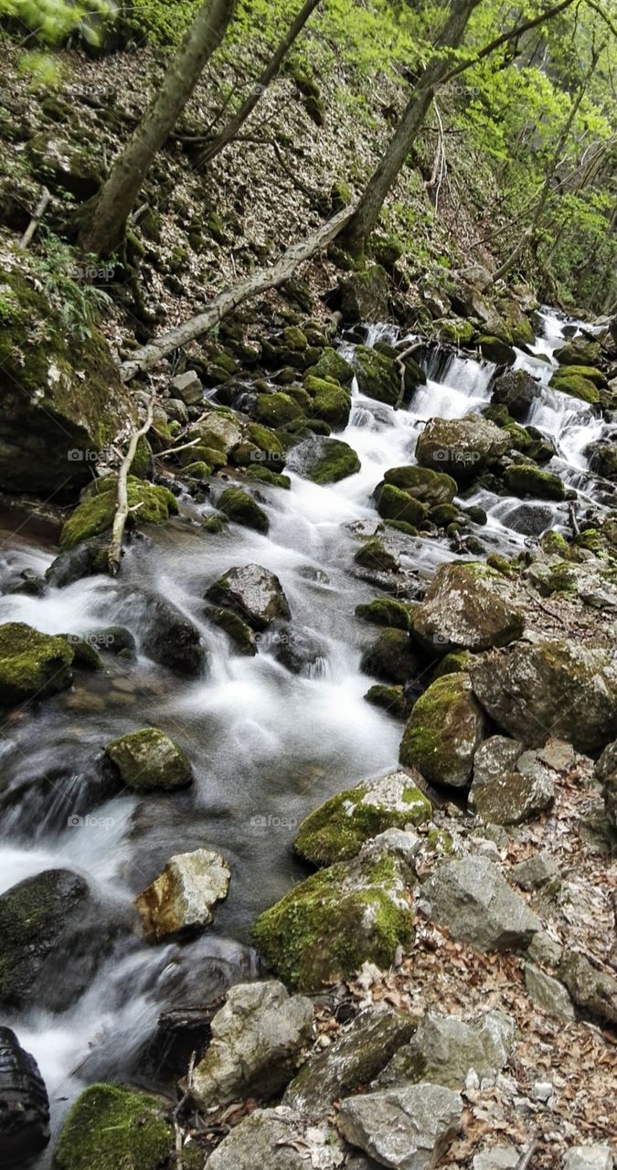 Scenic view of a stream in the forest