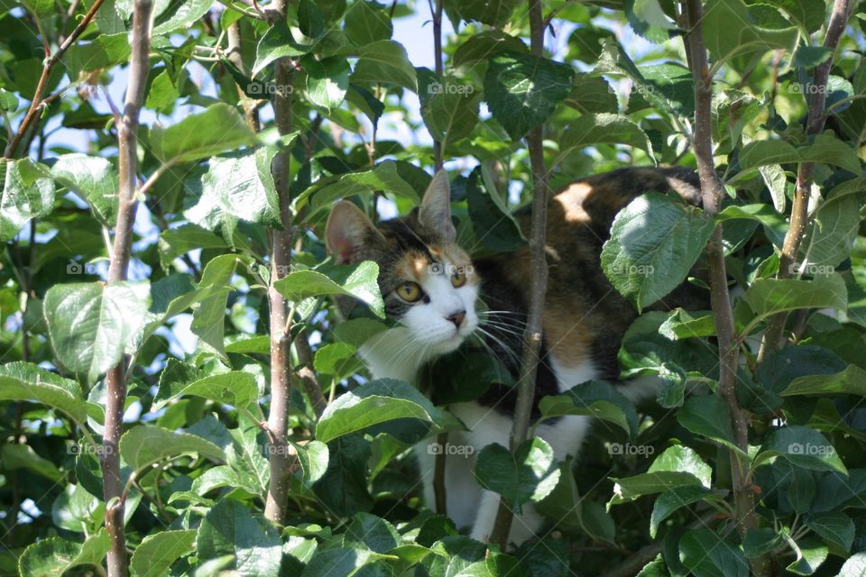 Cat in tree 