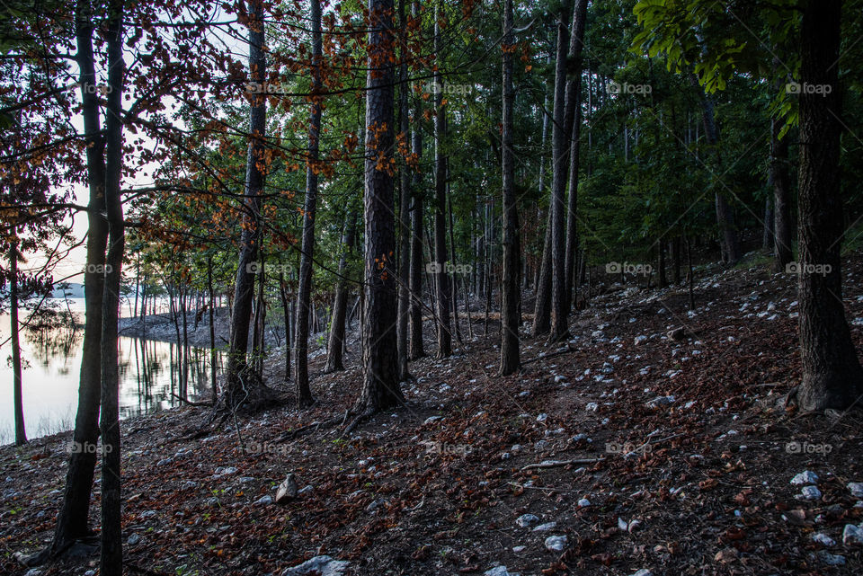 trees on the lake. trees at broken bow lake