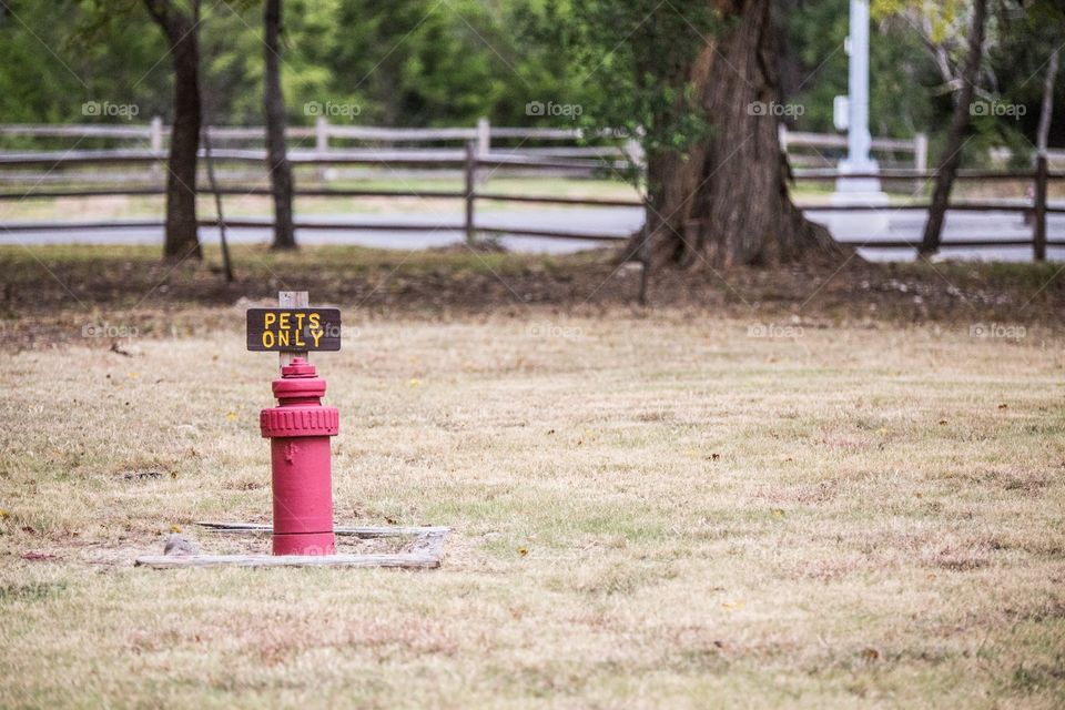 Fire hydrant. Pets only fire hydrant