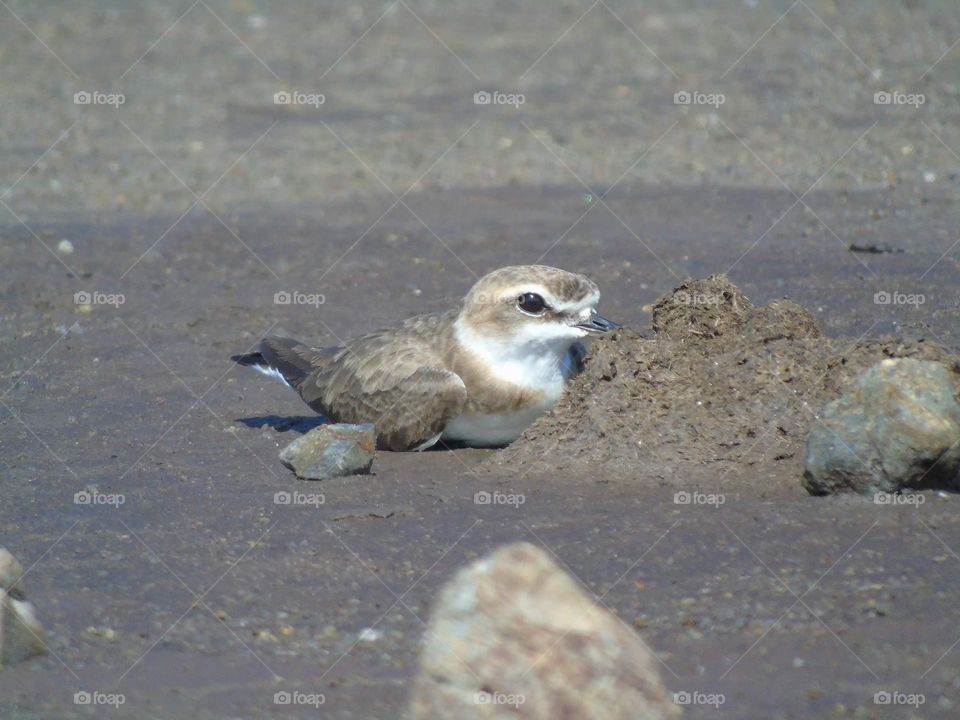 Kentish plover. On pregnant ! the shorebird one interes to lay the eggs . Here's crazy hot weather to continue for awaiting the moments.
