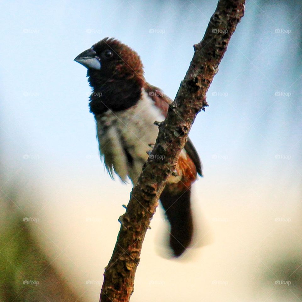A small bird sitting on a branch
