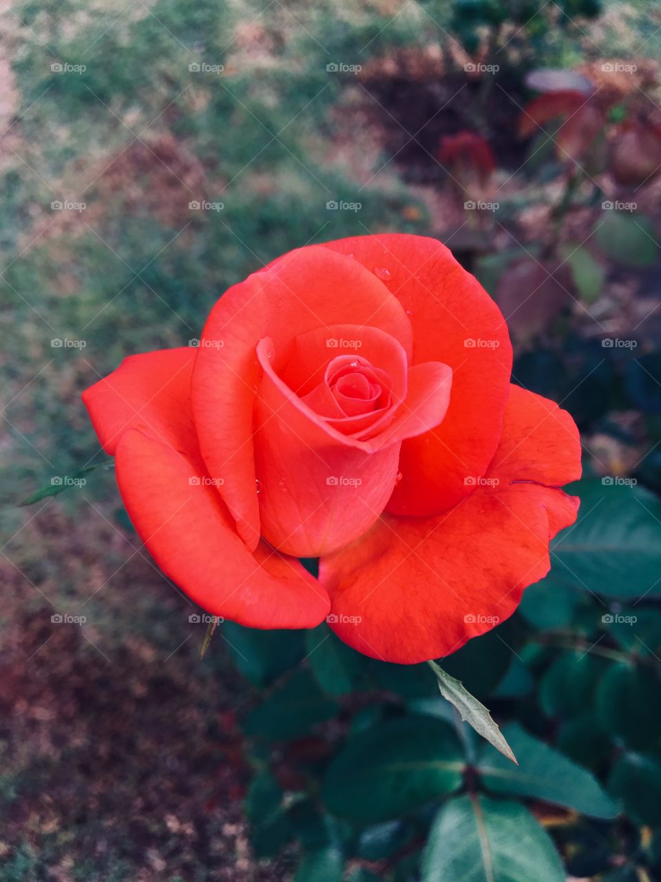 🌼#Flores do nosso #jardim, para alegrar e embelezar nosso dia!
#Jardinagem é nosso #hobby. 
🌹
#flor #flowers #flower #pétalas #garden #natureza #nature #flora #photography 
#fotografia