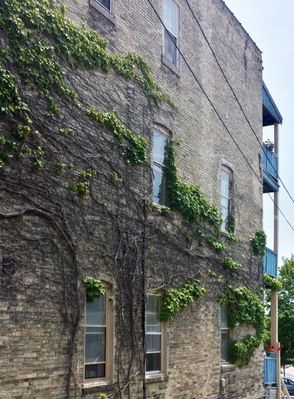 Buildings. Climbing Ivy