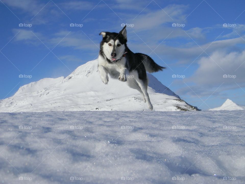 Alaska Husky