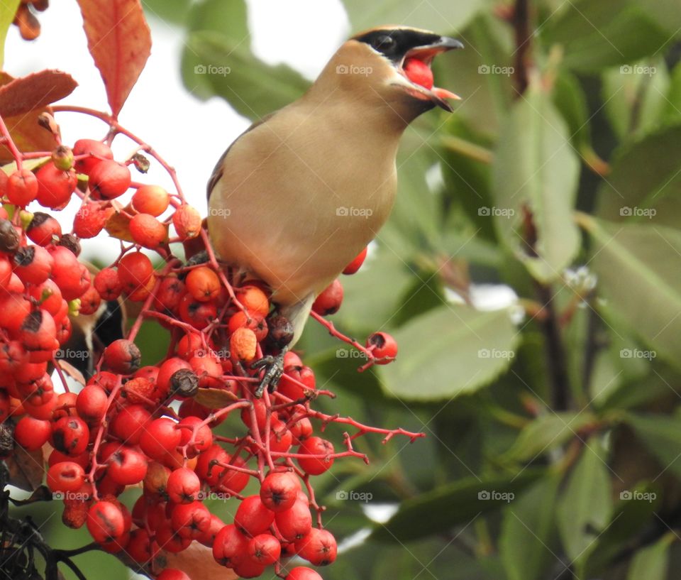 Cedar Waxwing