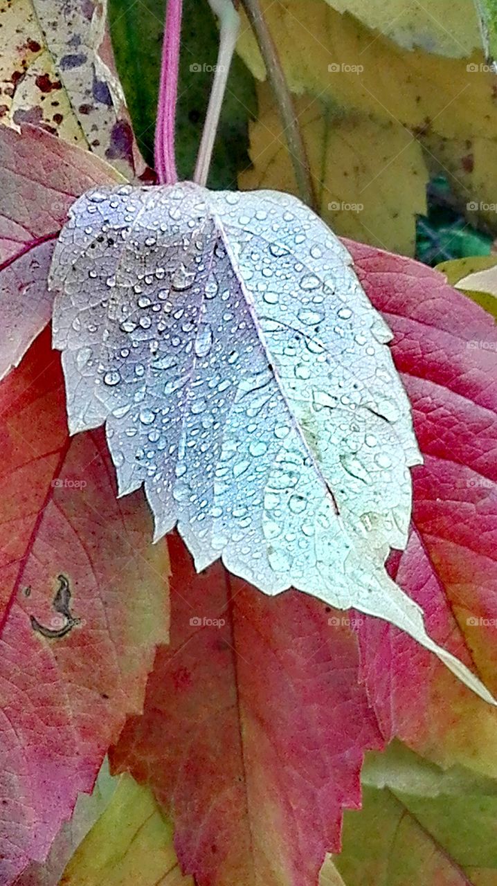 Leaf