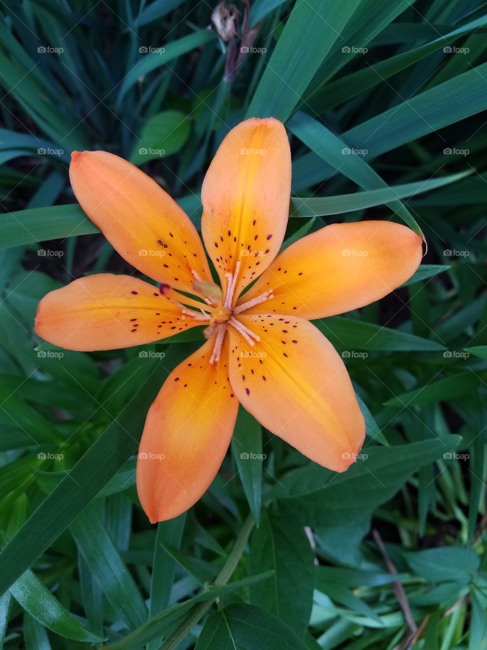 brilliant orange flower closeup