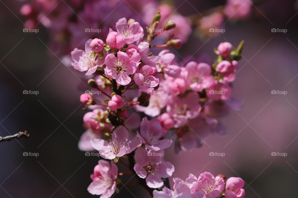 Cherry blossoms in early spring 