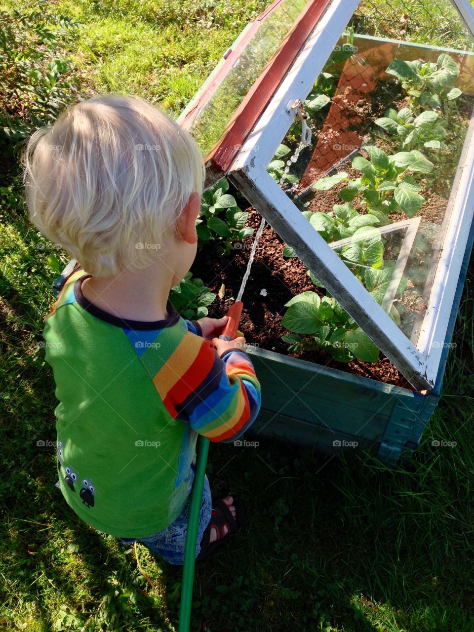 Little boy watering potatoes