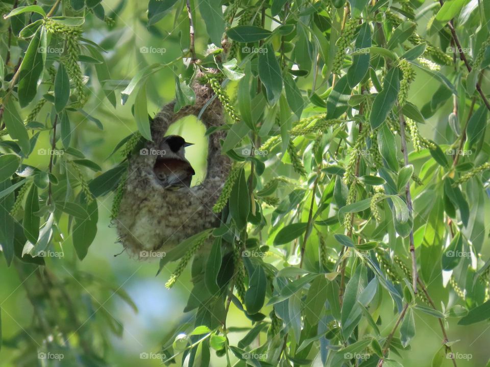 Penduline tit in the nest