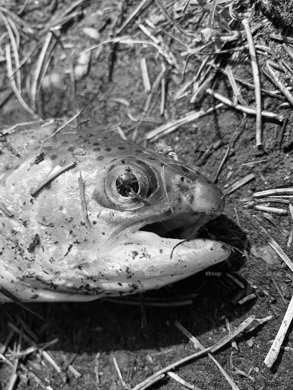 Rainbow trout in black and white 