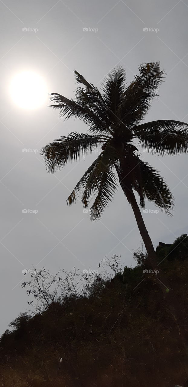 coconut trees on the edge of a beach of koh samui (Thailand)