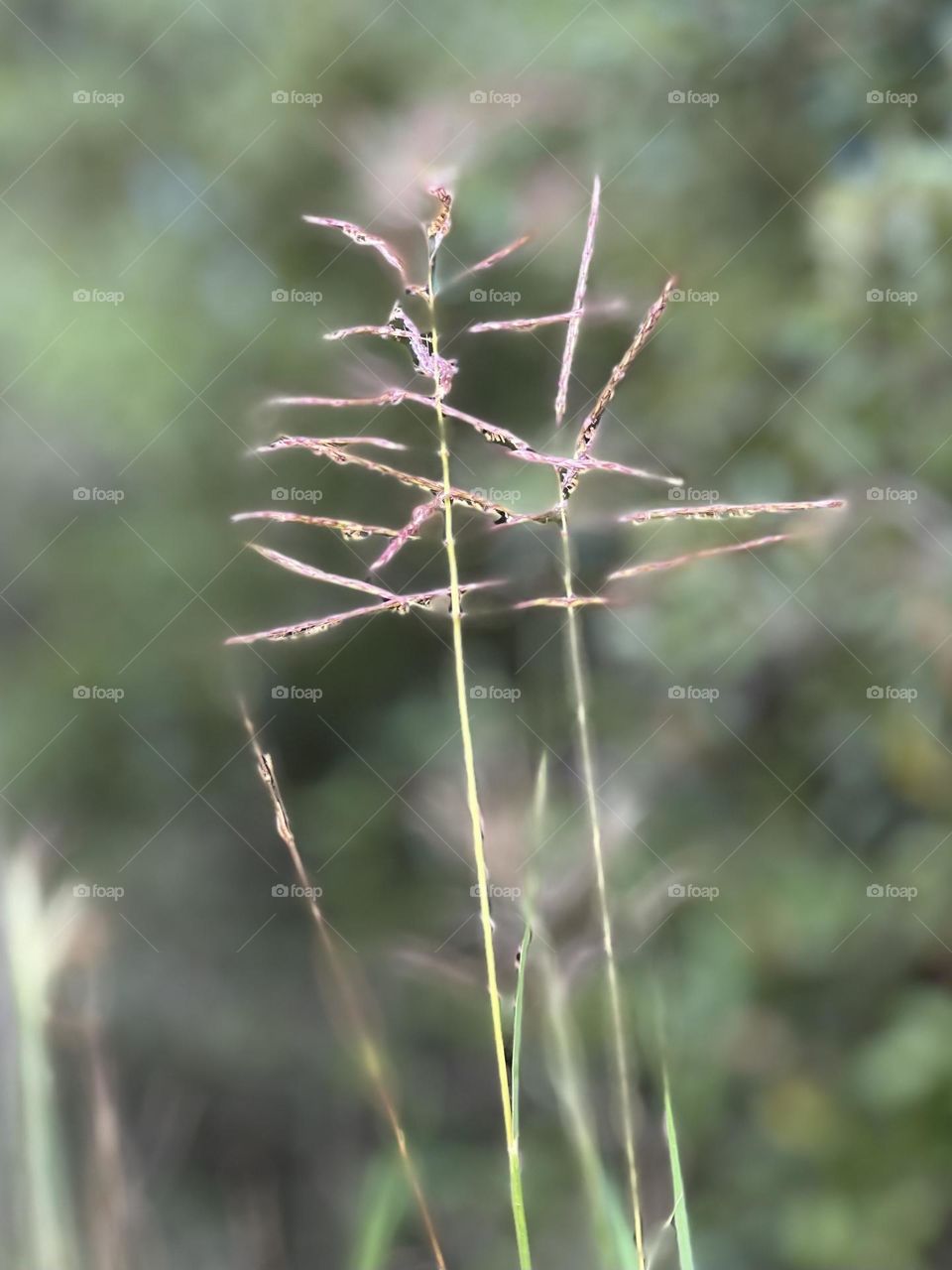 Whimsical lavender weeds stand tall along the road to the ranch, basking in the soft morning light 🤍