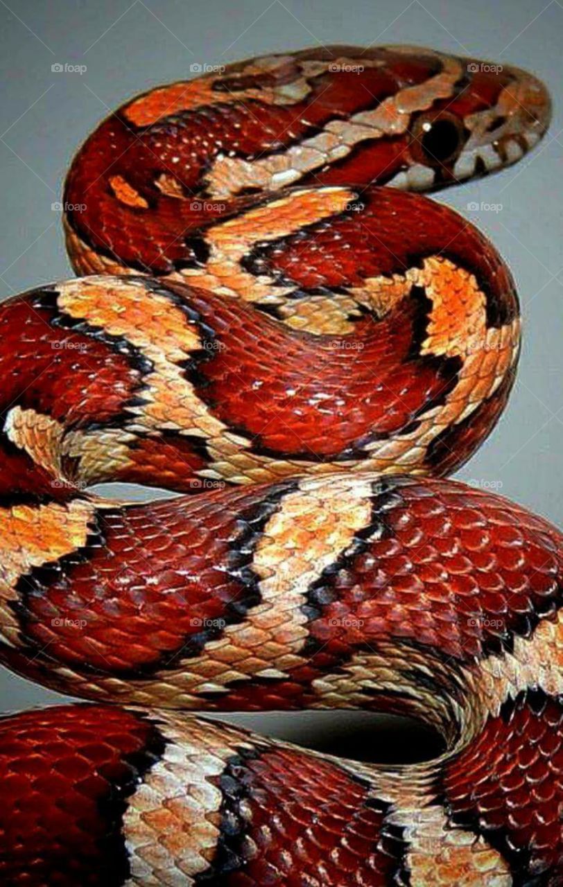 corn snake