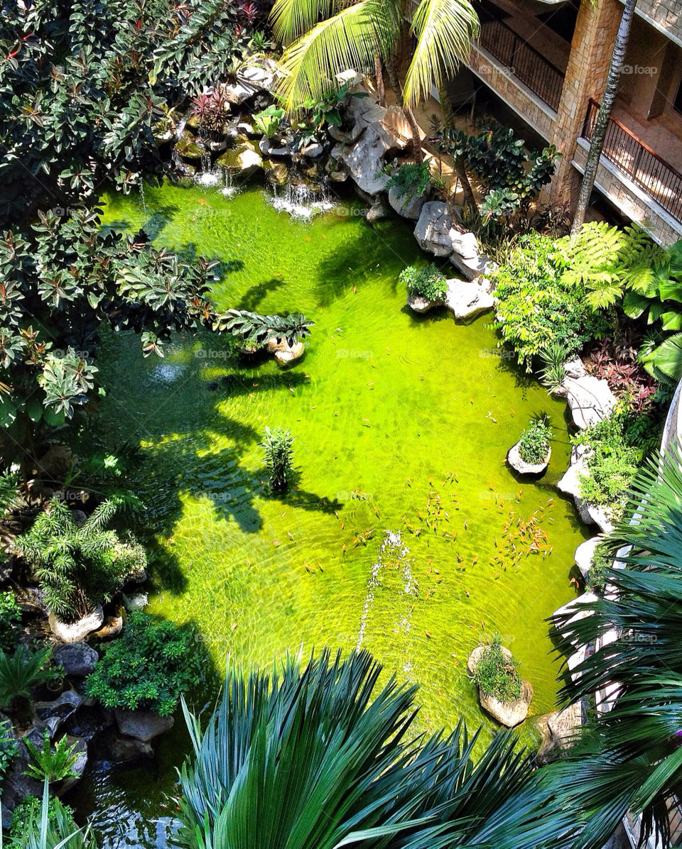 green pond fish pool by muaddib64