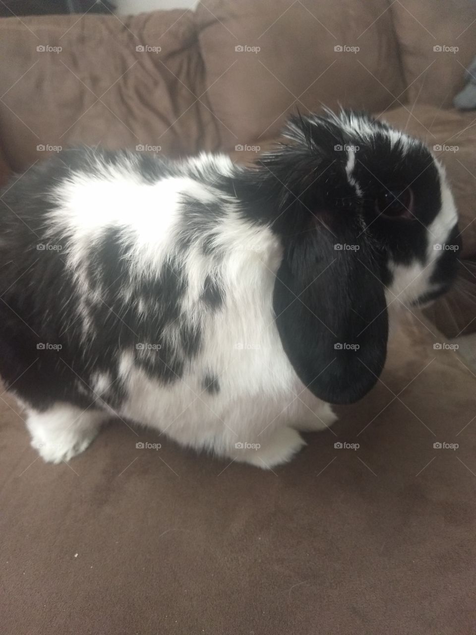 cute black and white lop eared pet rabbit on couch