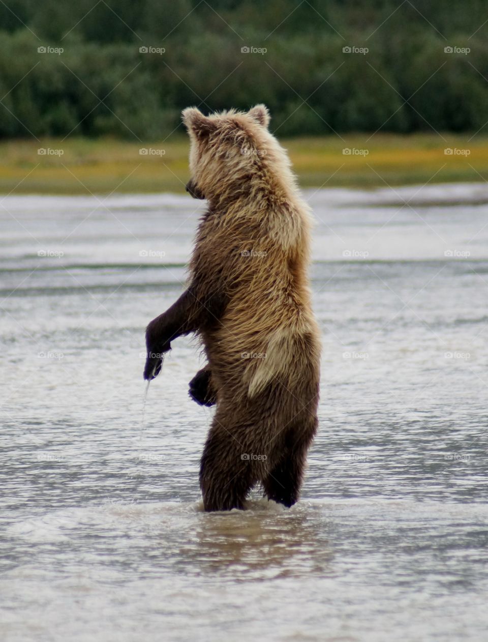 Looking for salmon at Lake Clark