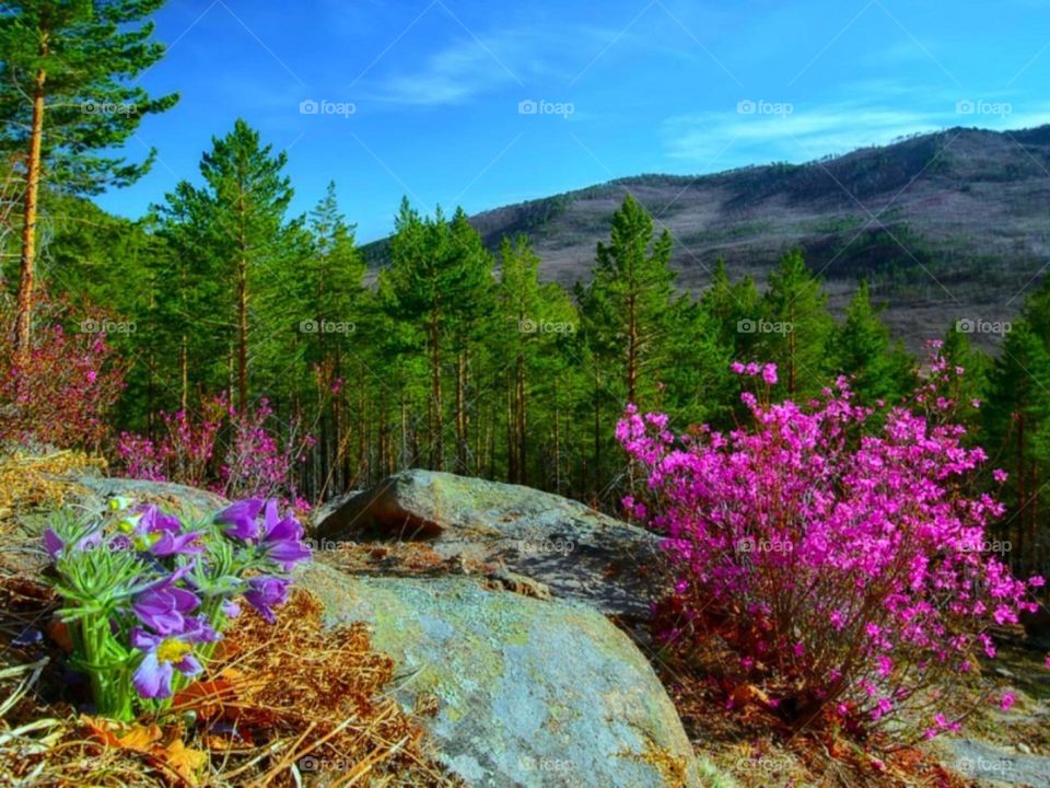 The beauty of nature