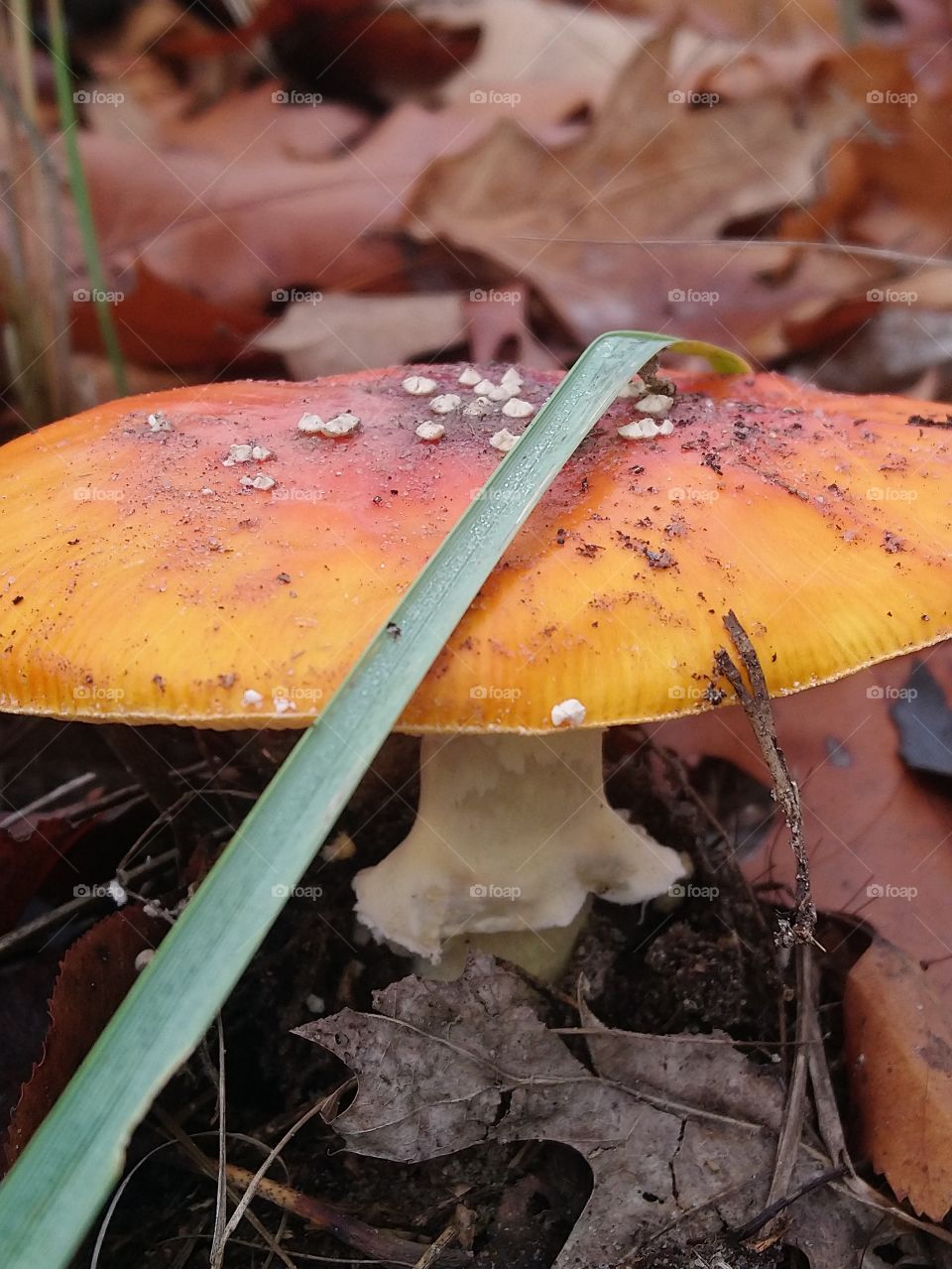 Autumn, mushroom