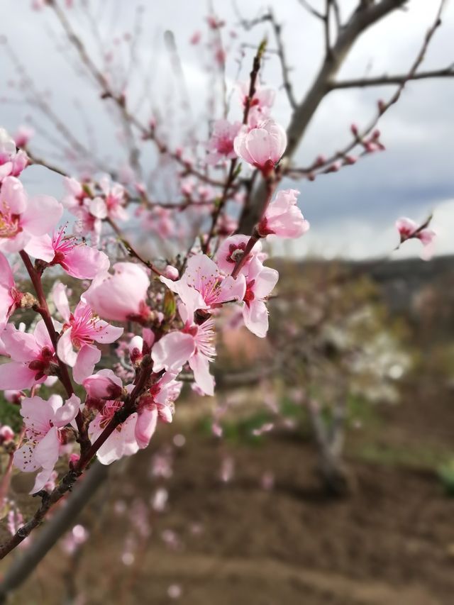 Cherry Flower