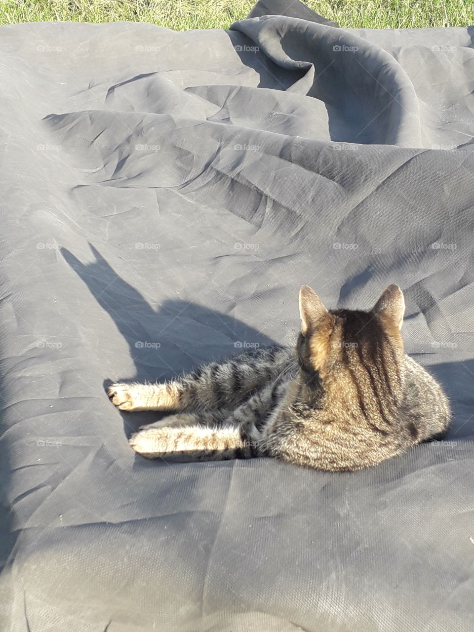 cat and its shadow