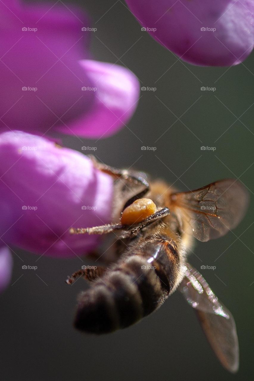 Close up of a bee