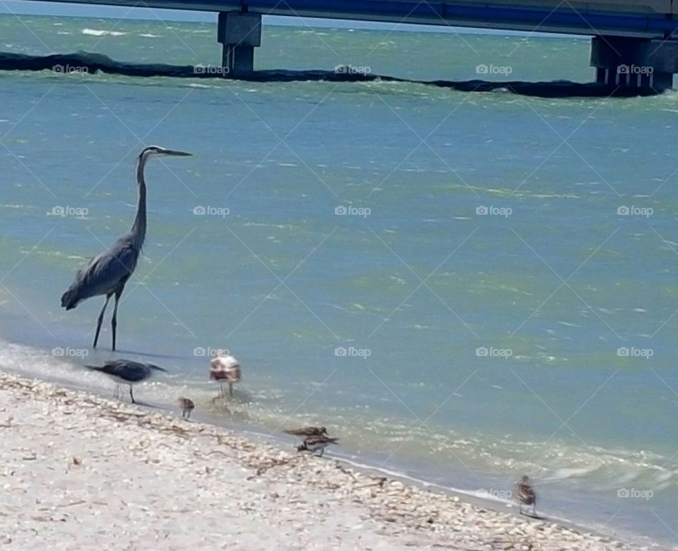 A beautiful day for a stroll on the beach!
Wildlife sharing the habitat.