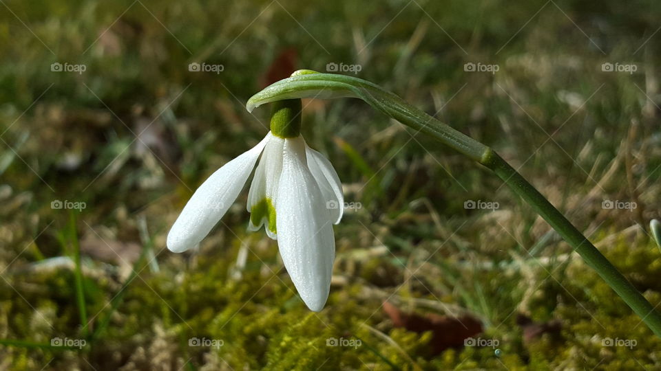 Snowdrop