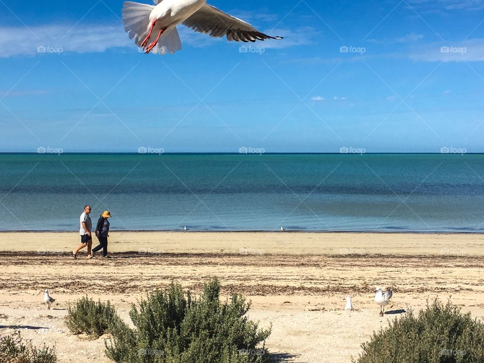 Senior couple walking along south Australia beach, seagulls flying low in foreground 