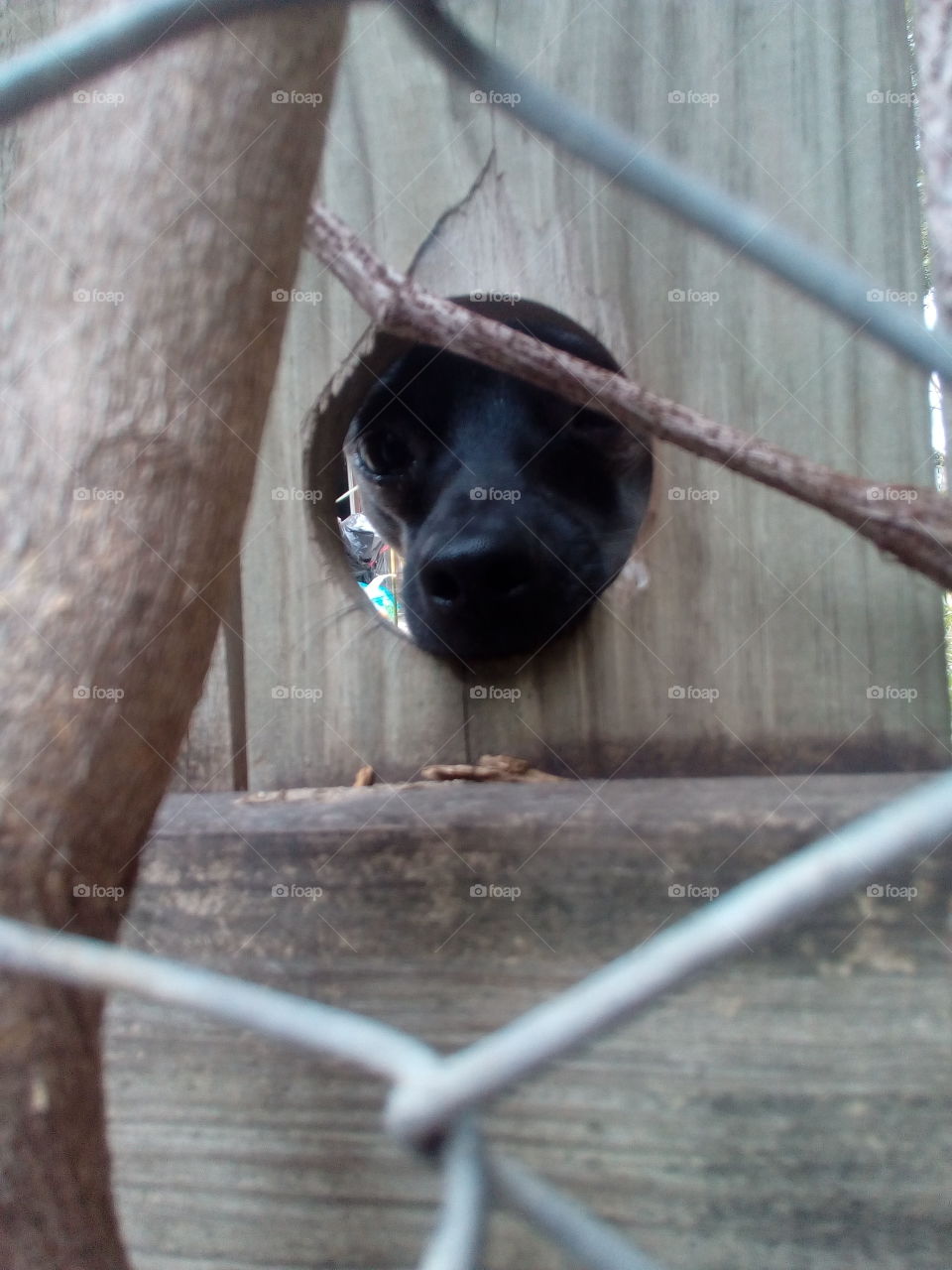 Chihuahua looking threw privacy fence