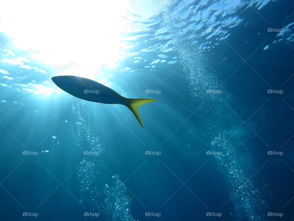 Sunfish. Shut off key Marathon Florida I need scuba dive