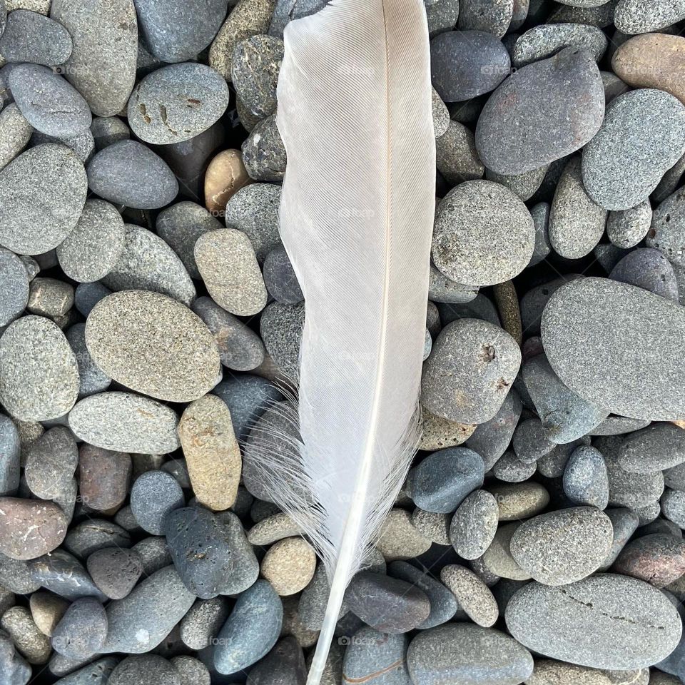 White feather on the beach with ocean stones