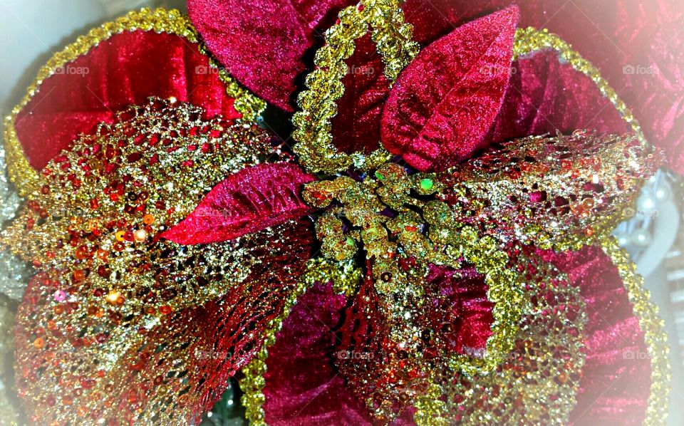 Red and gold poinsettia