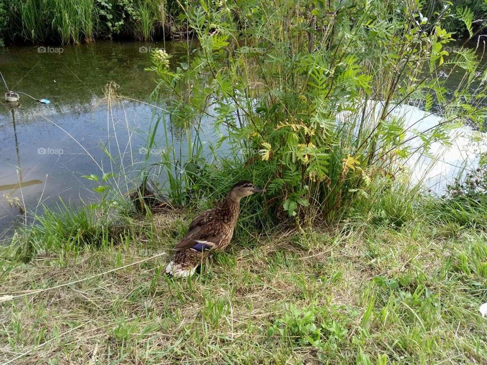 Grass, Nature, Water, Bird, Pool