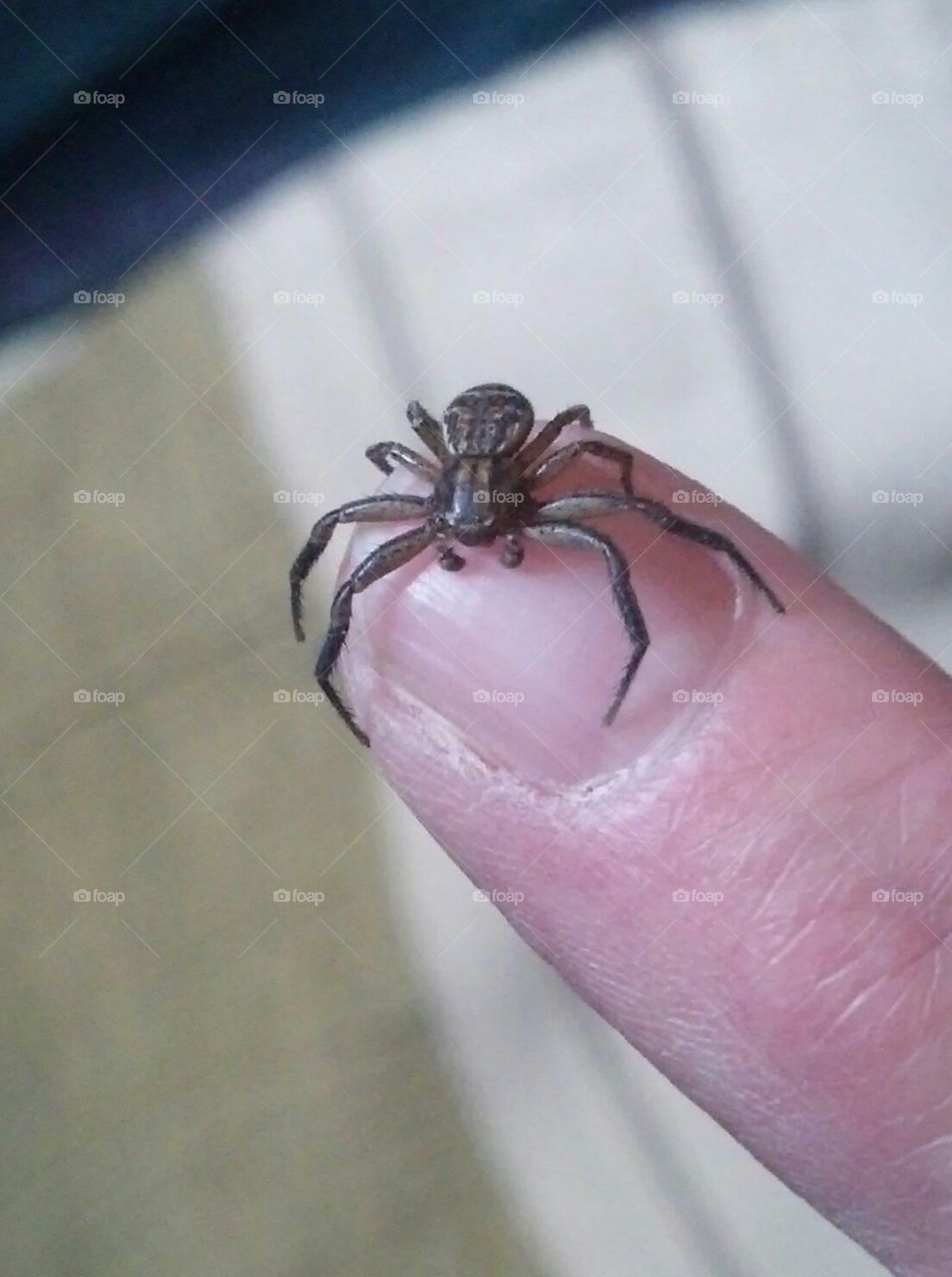 Spider Hugging Finger