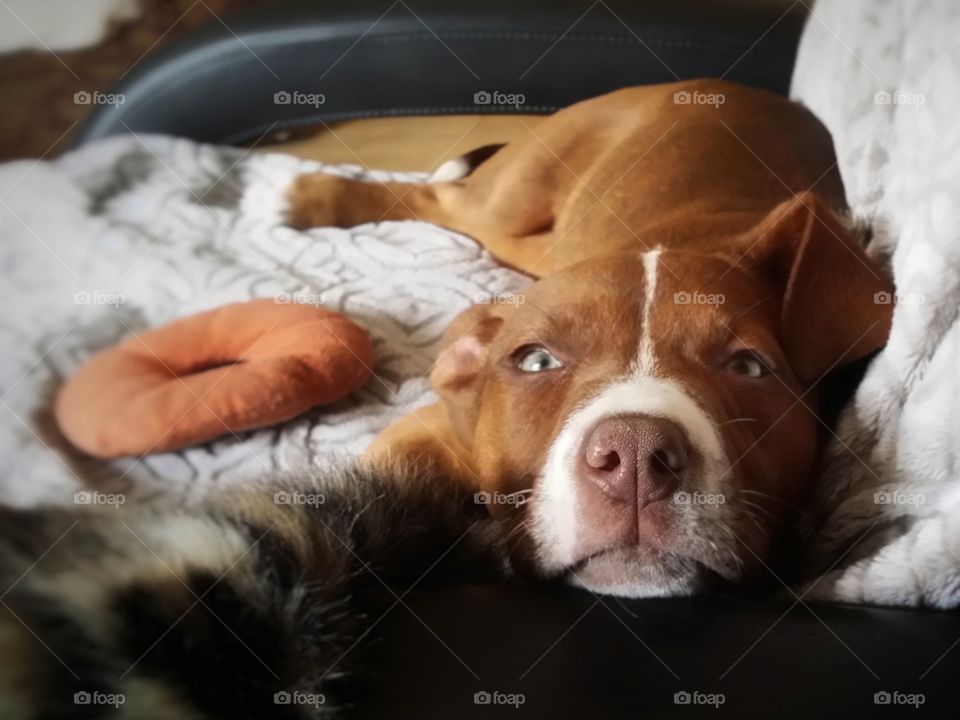 a young puppy dog with her blanket and toys on my husband's recliner