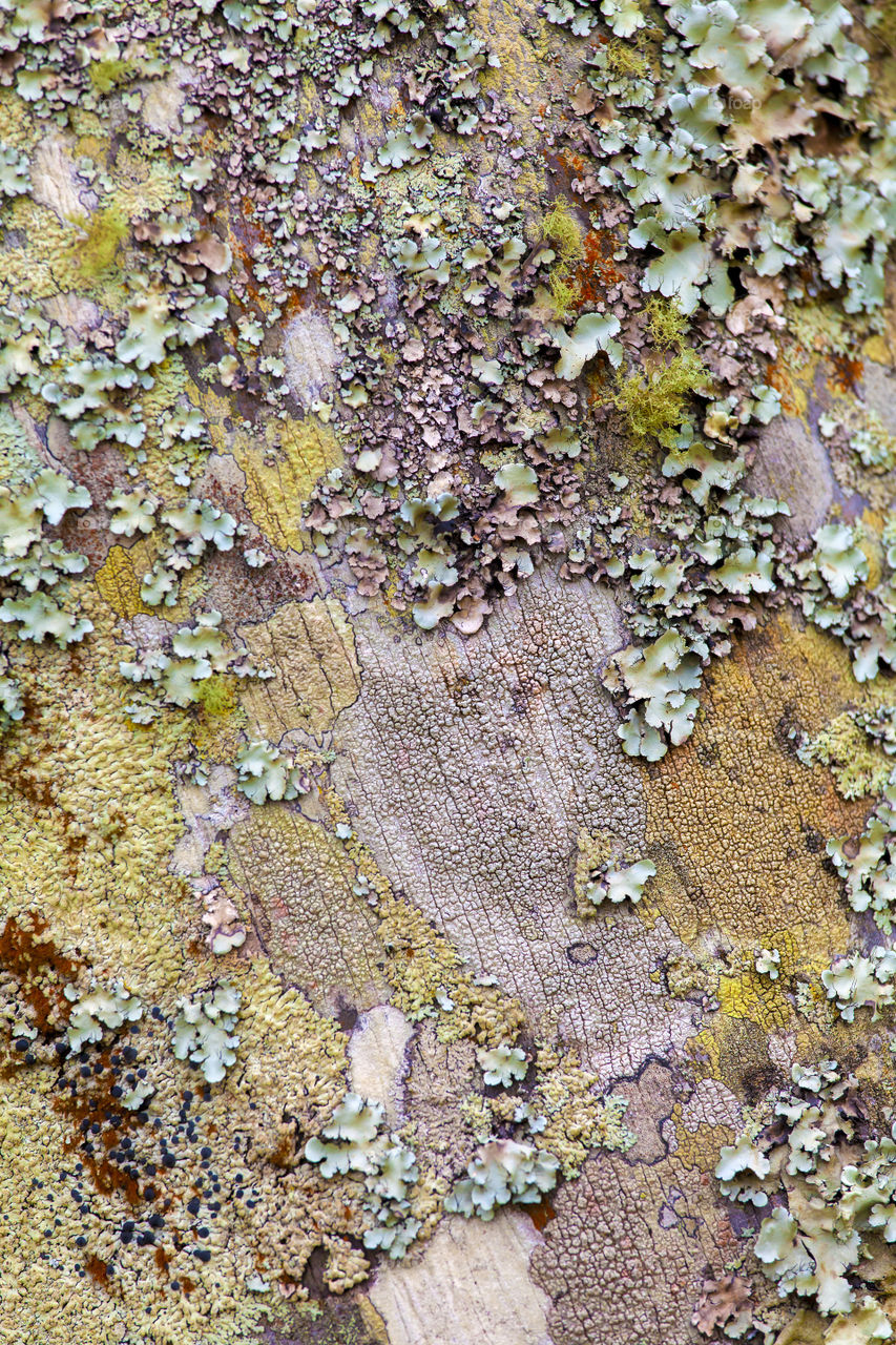 Tree trunk closeup