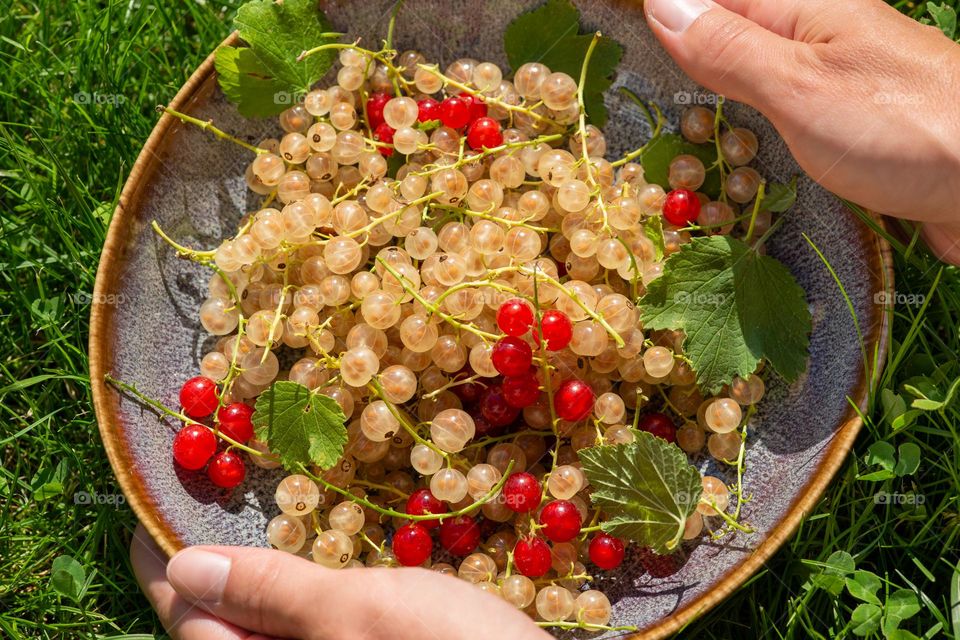 white and red currants on plate