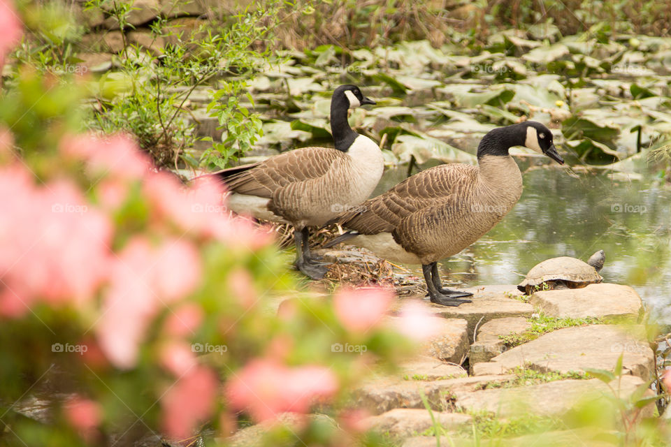 Canadian Geese